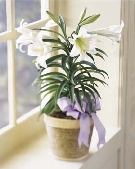 Easter Lily Plant :: The Flower Shop